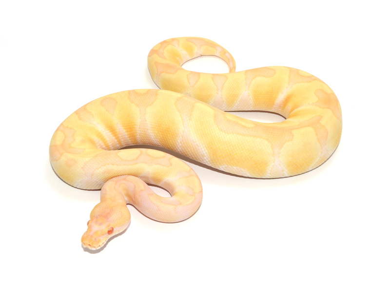 Albino Enchi