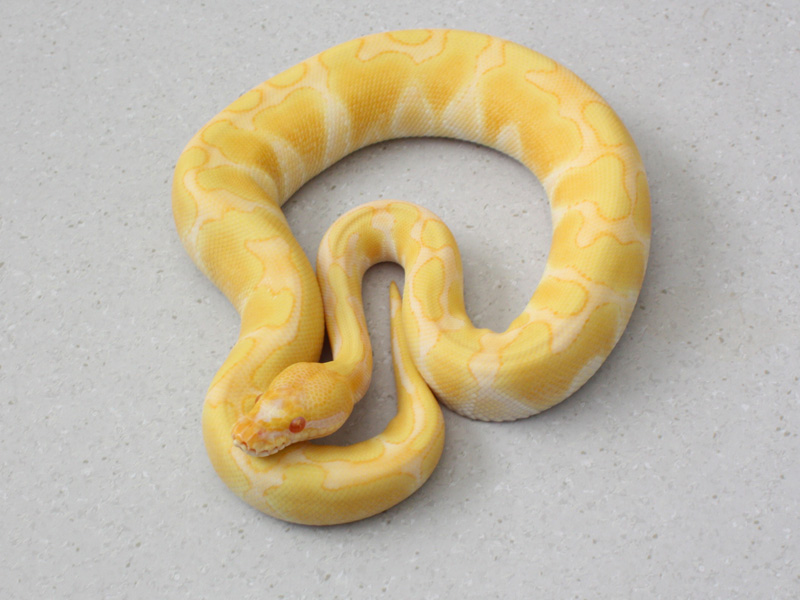 Albino Enchi