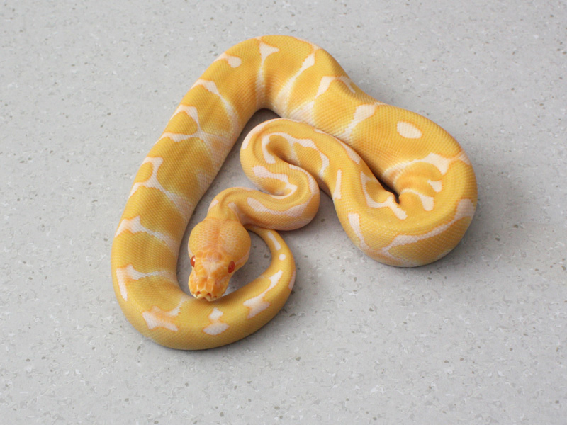 Albino Enchi