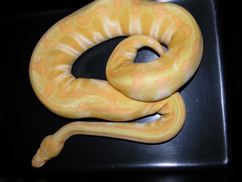 Albino Enchi