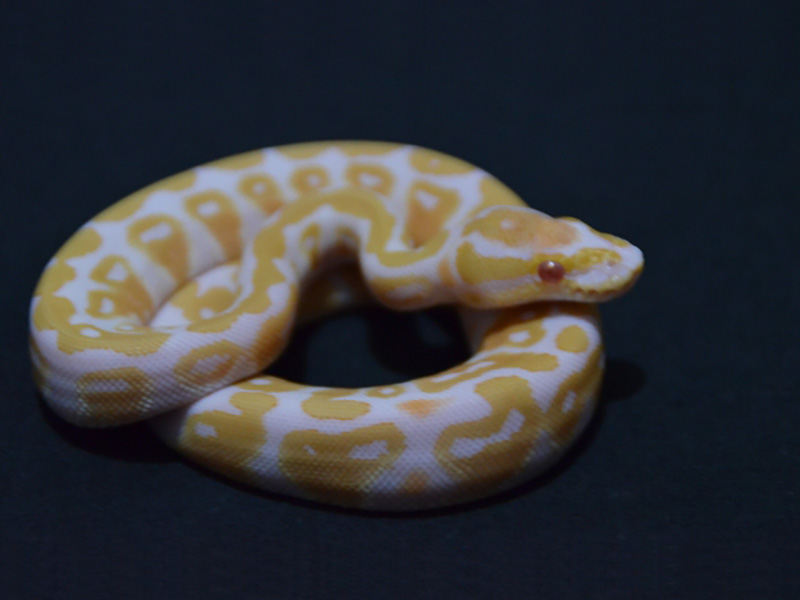 Albino Fire