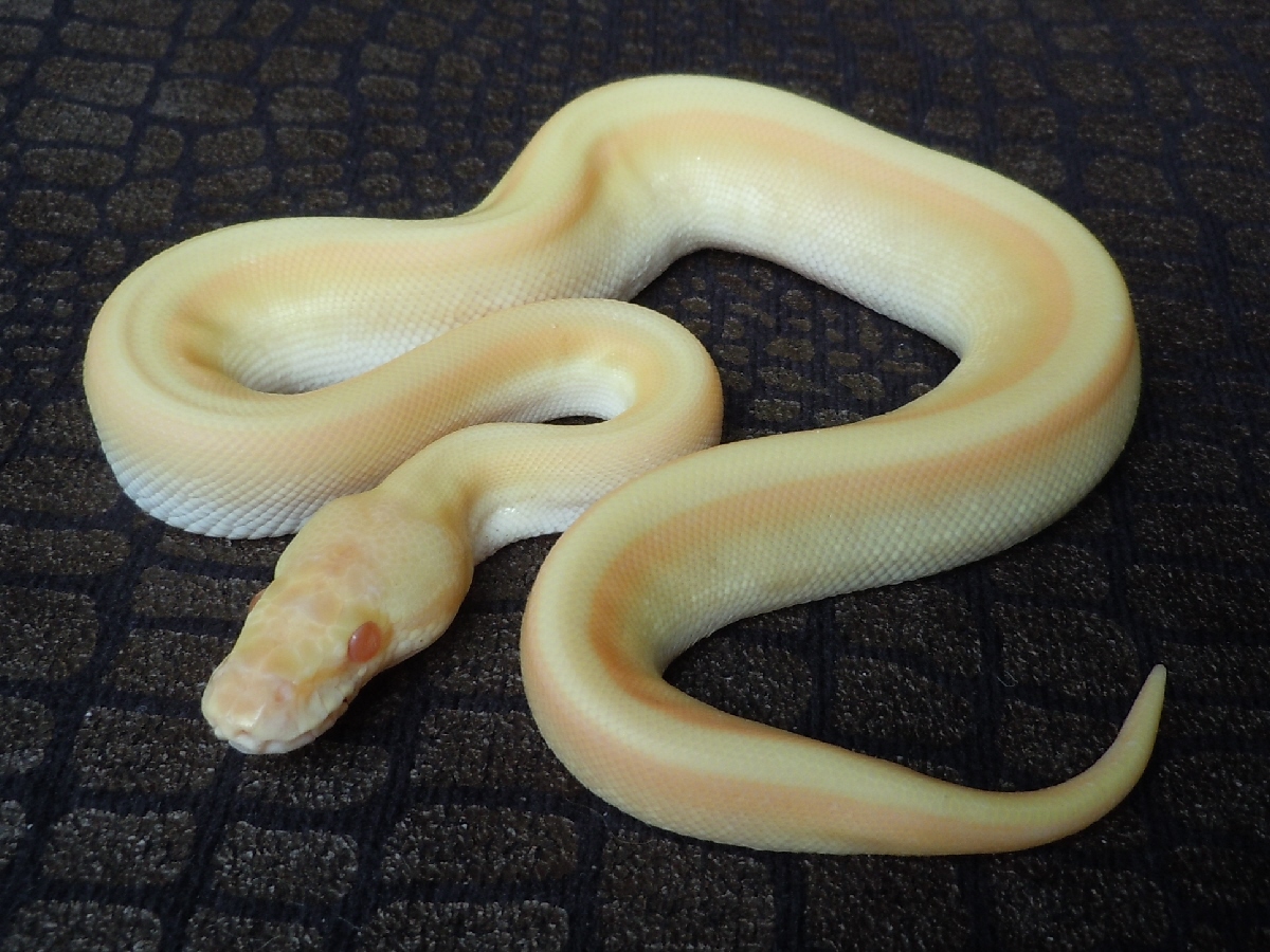 Albino Genetic Stripe Lesser