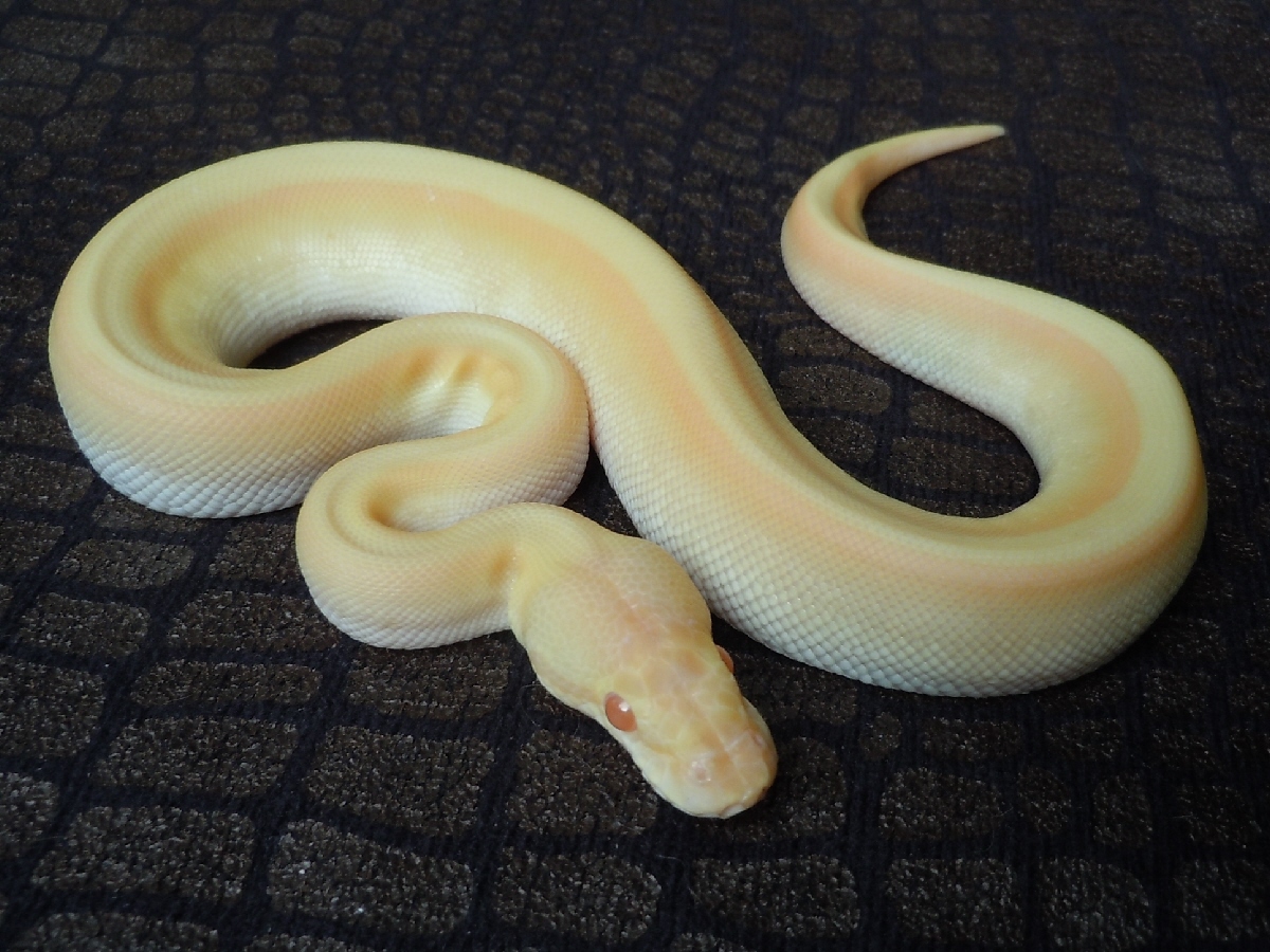 Albino Genetic Stripe Lesser