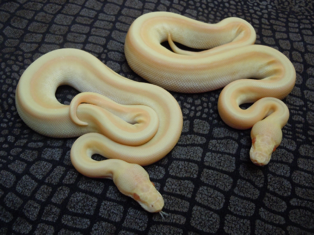 Albino Genetic Stripe Lesser