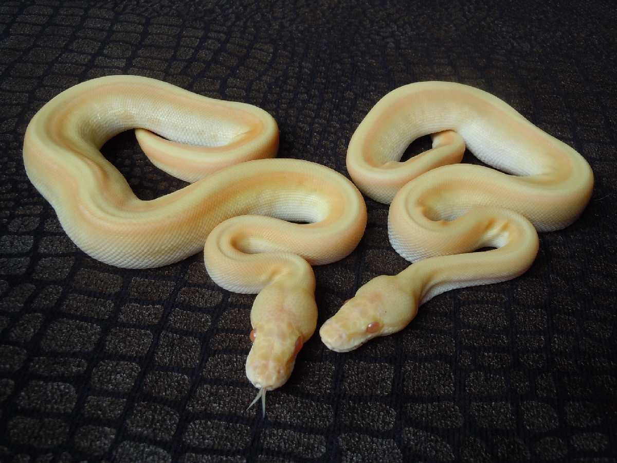 Albino Genetic Stripe Lesser