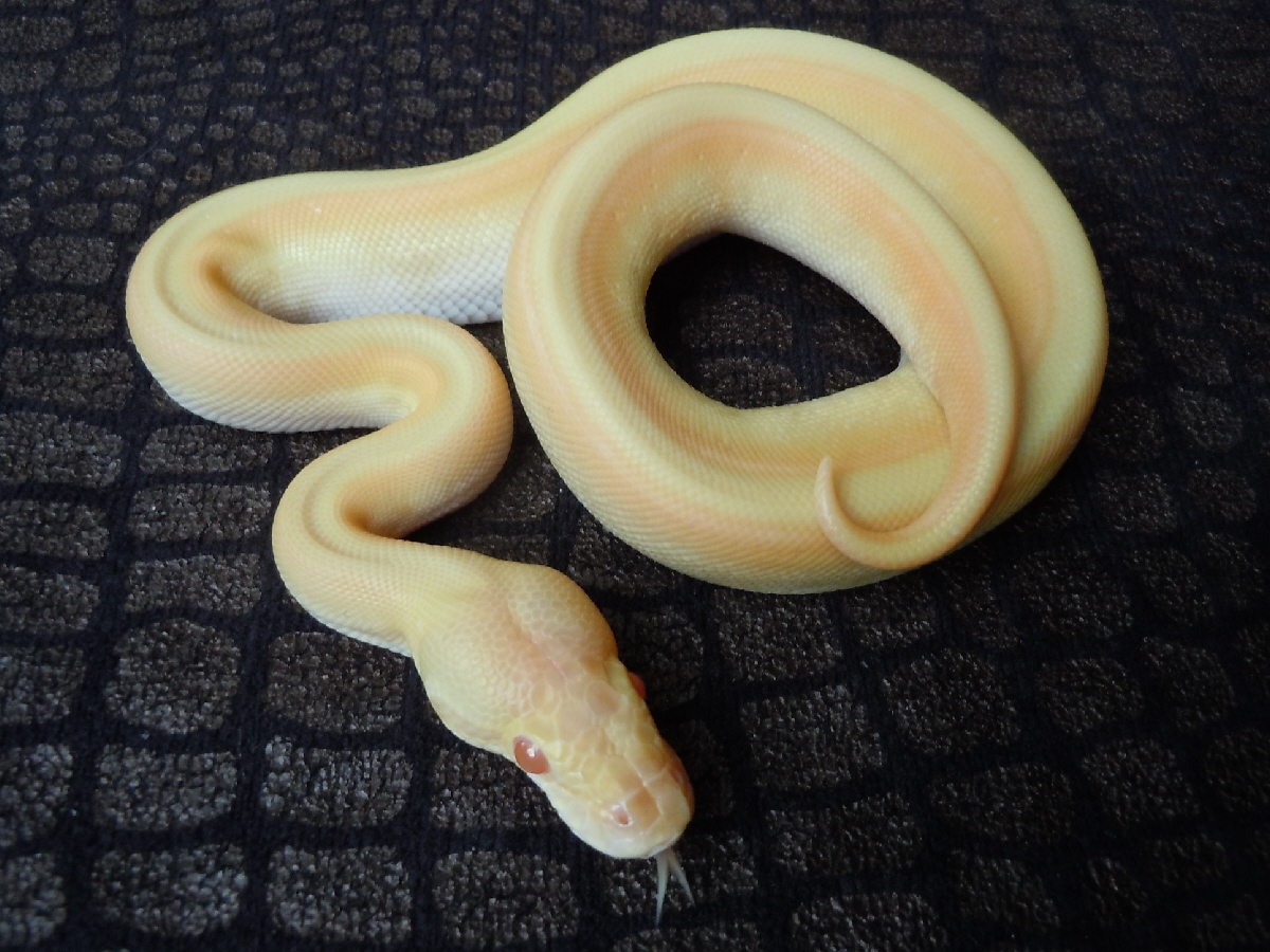 Albino Genetic Stripe Lesser