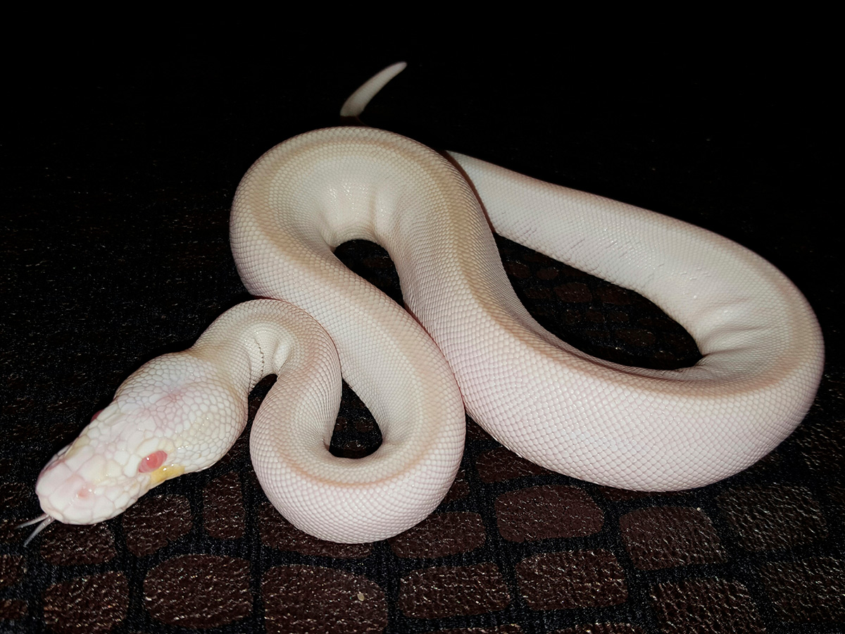 Albino Genetic Stripe Lesser