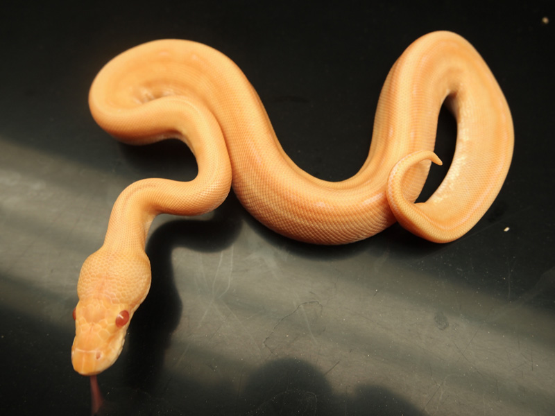 Albino Genetic Stripe Pastel