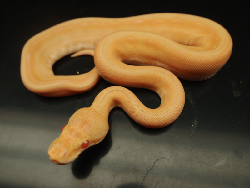 Albino Genetic Stripe Pastel