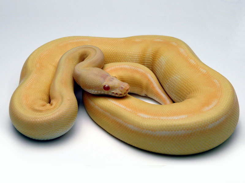 Albino Genetic Stripe