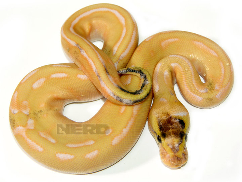 Albino Genetic Stripe