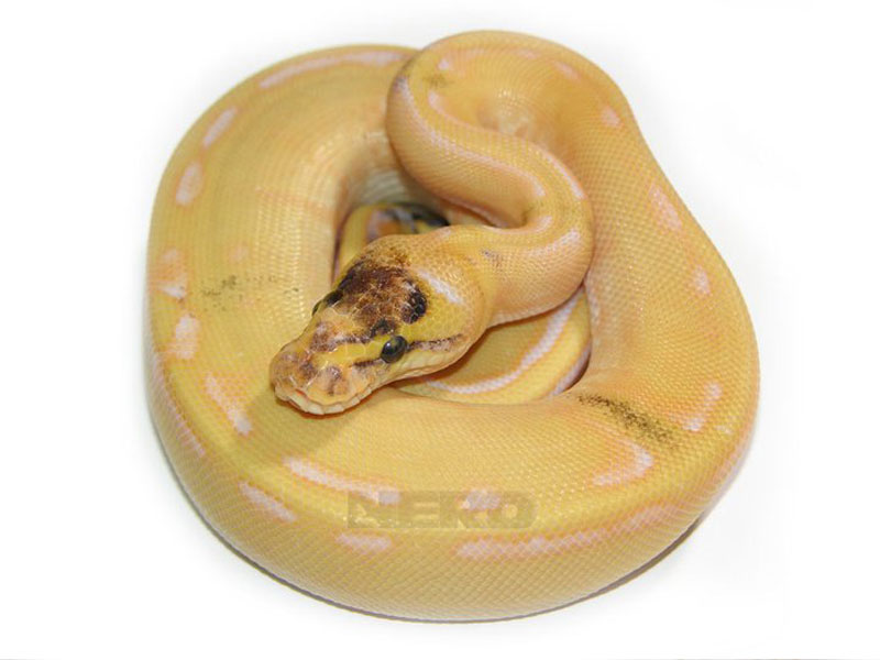 Albino Genetic Stripe