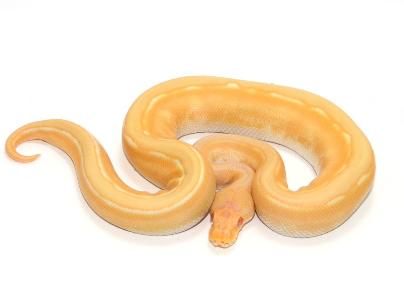 Albino Genetic Stripe