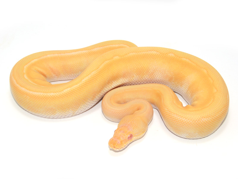 Albino Genetic Stripe