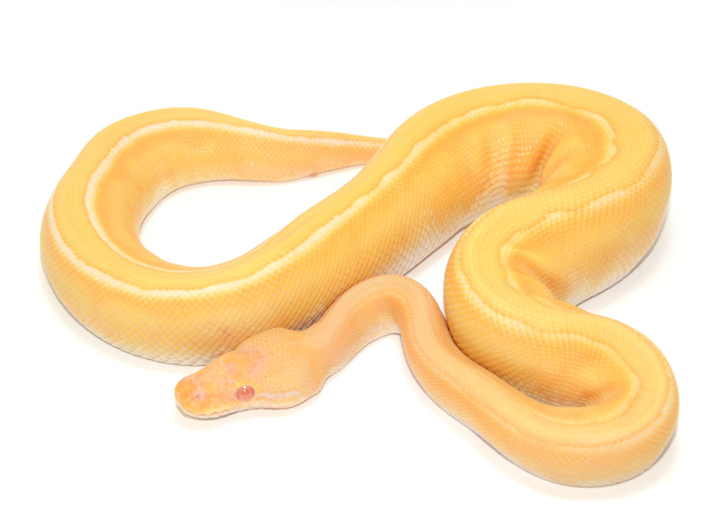 Albino Genetic Stripe