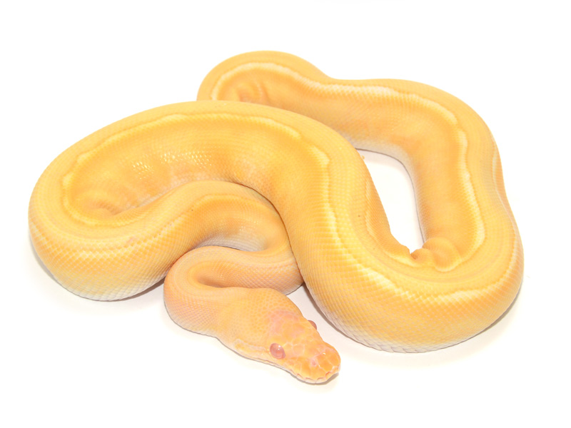 Albino Genetic Stripe