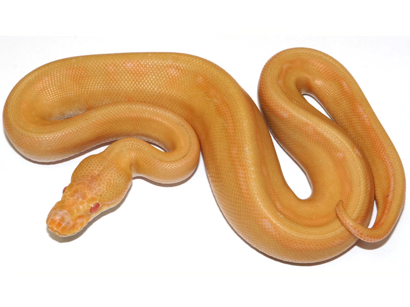 Albino Genetic Stripe