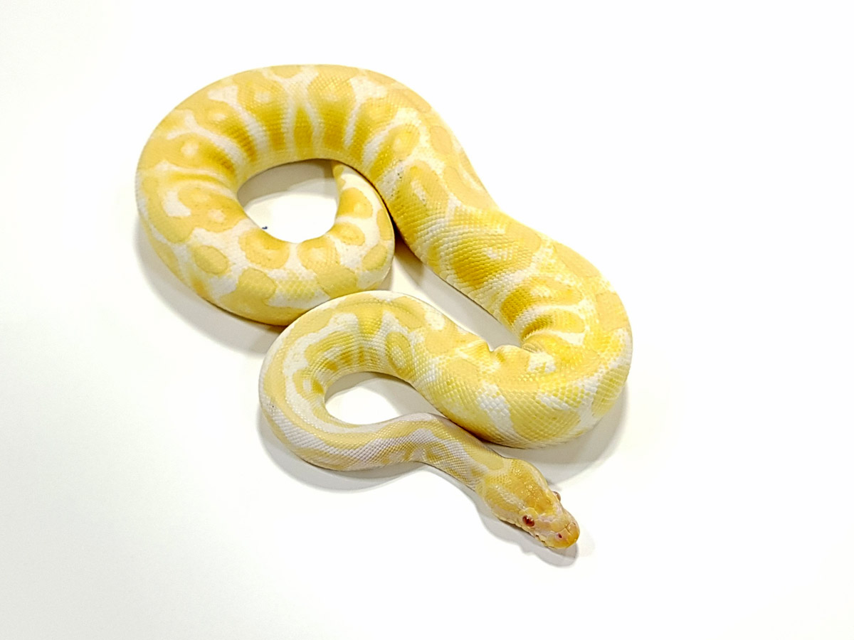 Albino Ghi Lesser