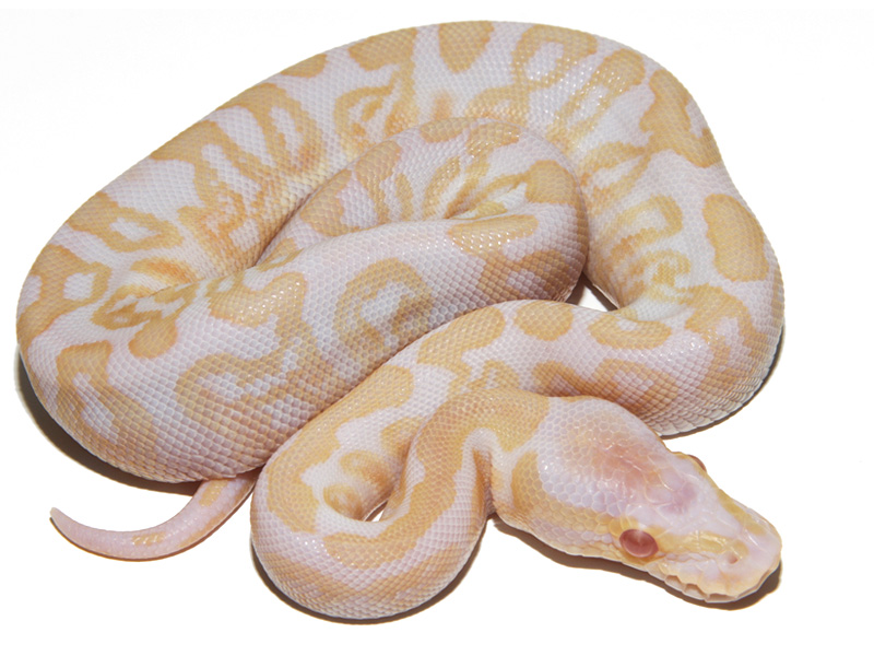 Albino Ghi