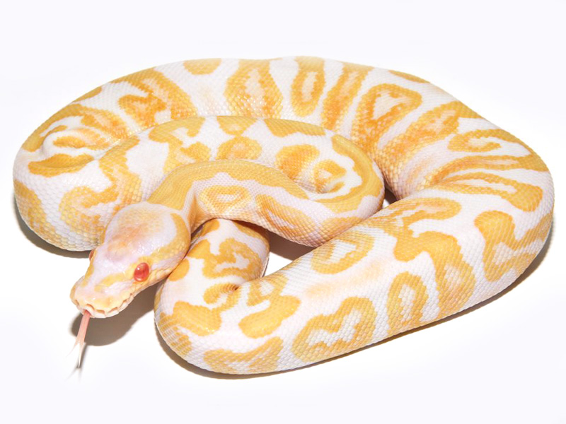 Albino Ghi