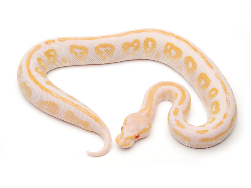 Albino Ghost Super Black Head