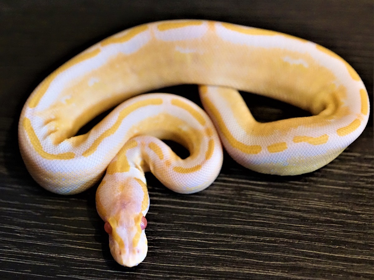 Albino Gravel Yellow Belly