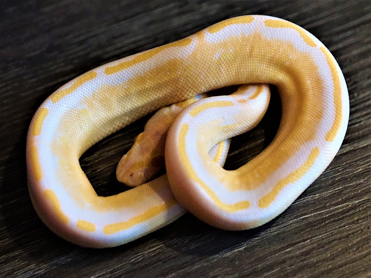 Albino Gravel Yellow Belly