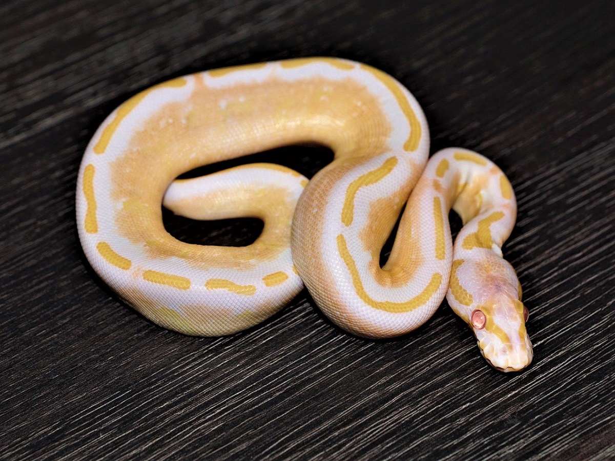 Albino Gravel Yellow Belly