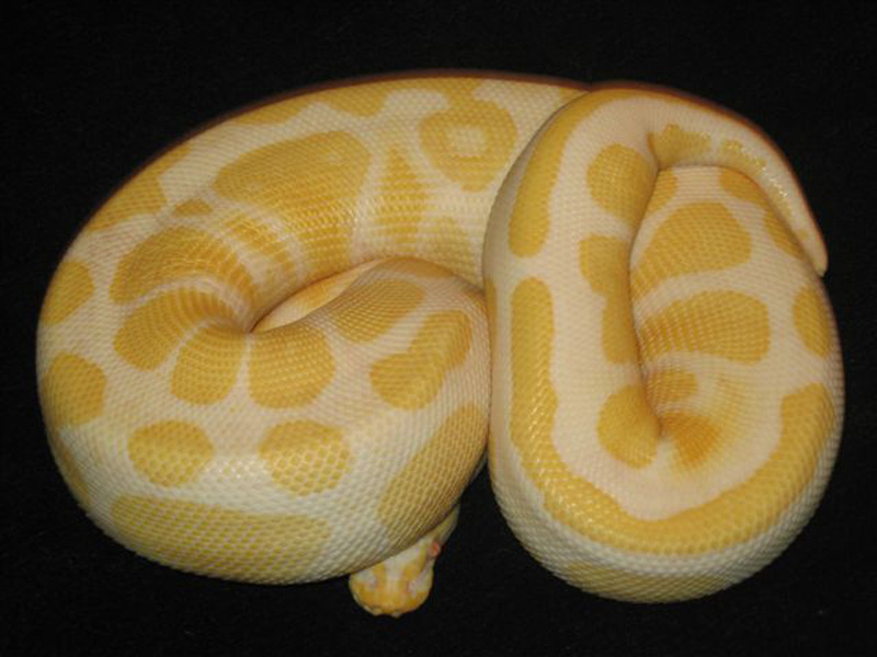 Albino Harlequin