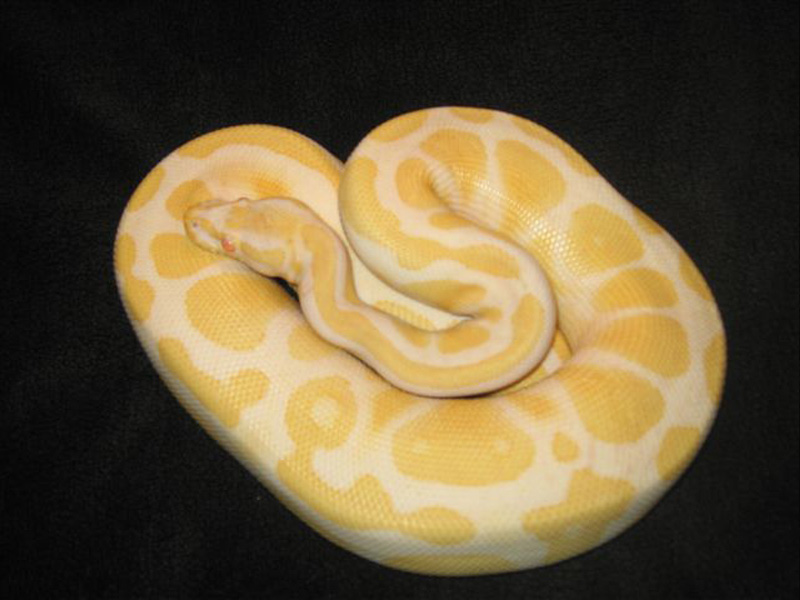 Albino Harlequin