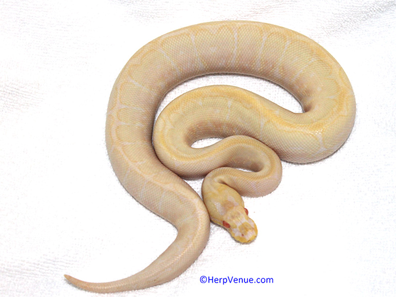 Albino Het Red Axanthic Spider