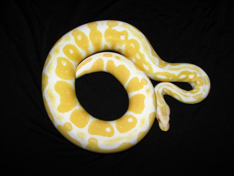 Albino Het Red Axanthic