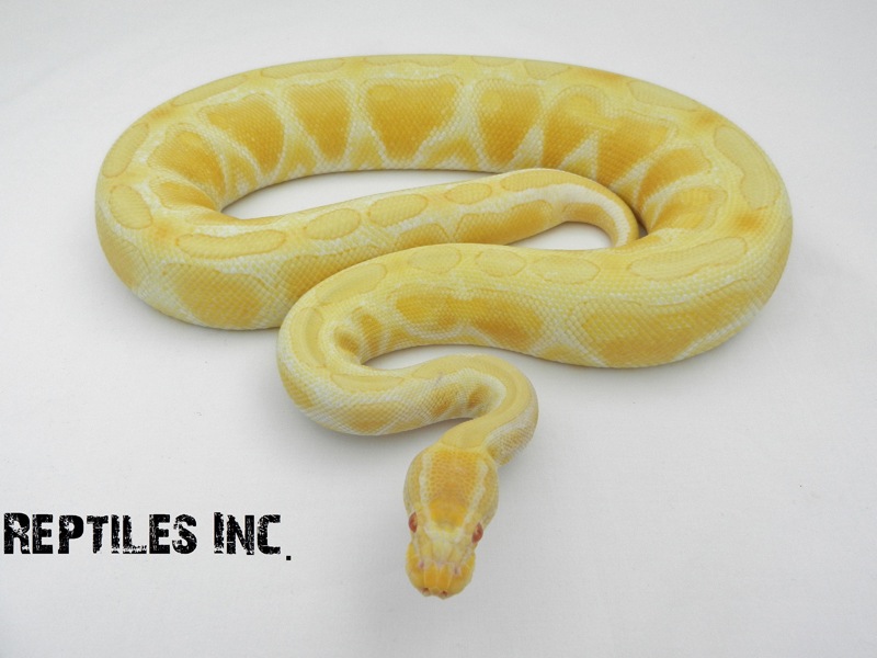 Albino Het Russo Leucistic