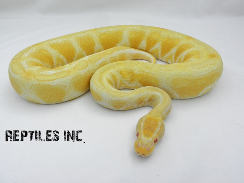 Albino Het Russo Leucistic