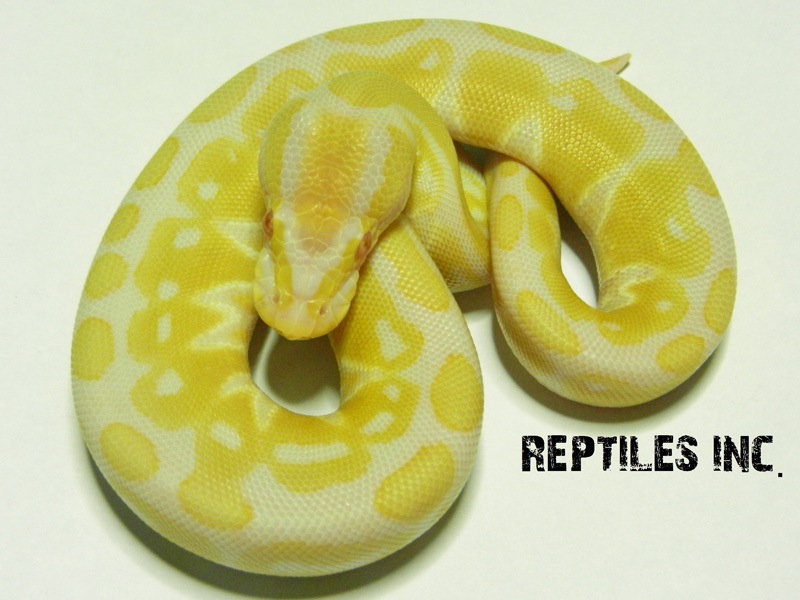 Albino Het Russo Leucistic