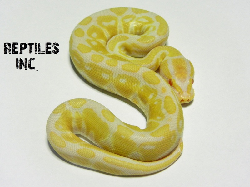 Albino Het Russo Leucistic