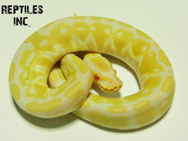 Albino Het Russo Leucistic