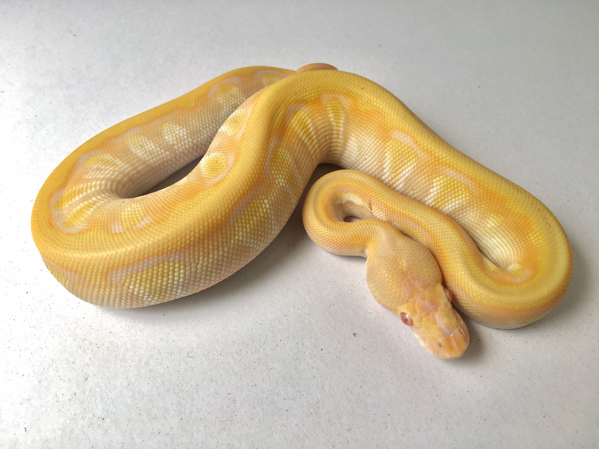 Albino Hidden Gene Woma Mojave