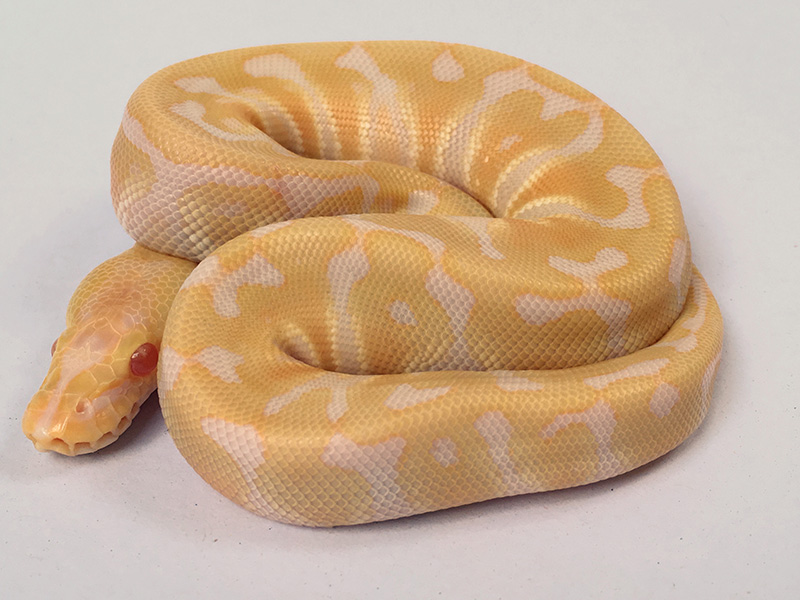 Albino Hidden Gene Woma