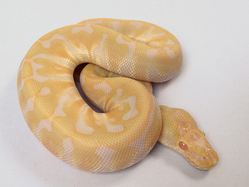 Albino Hidden Gene Woma