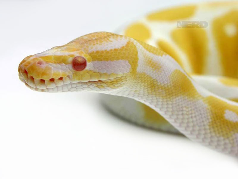 Albino - High contrast