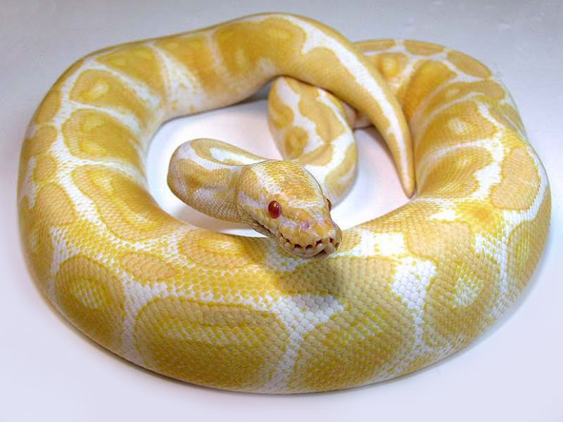 Albino - High contrast