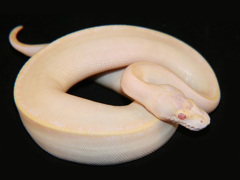 Albino Ivory Spider