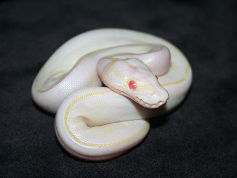 Albino Ivory