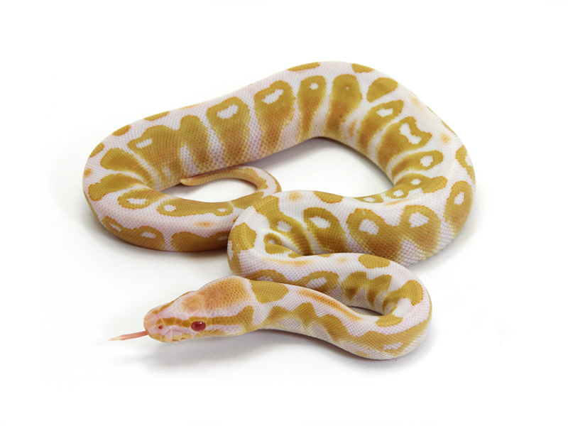 Albino Java