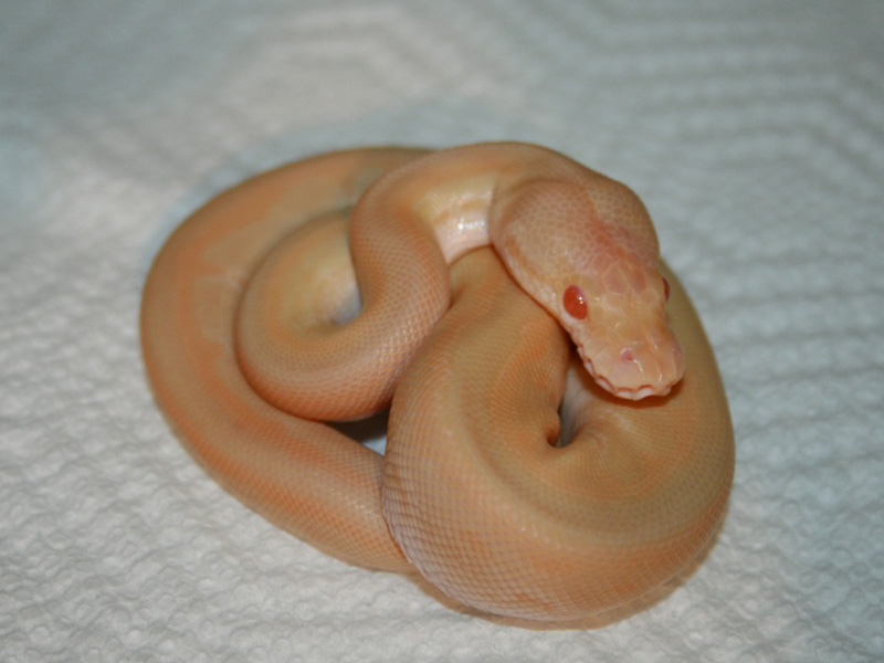 Albino Kingpin