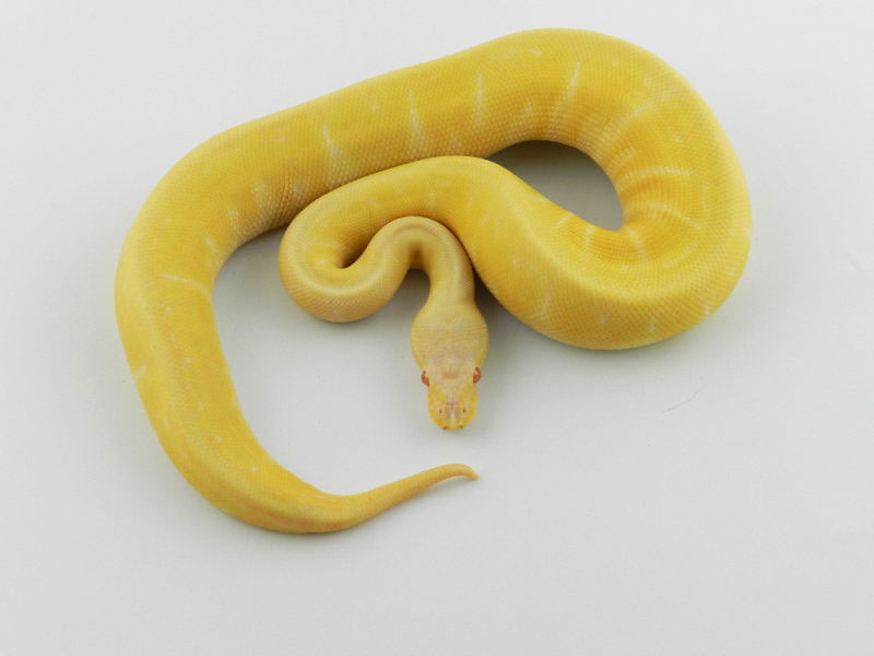 Albino Lemon Blast