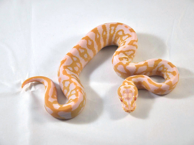 Albino Leopard Pastel