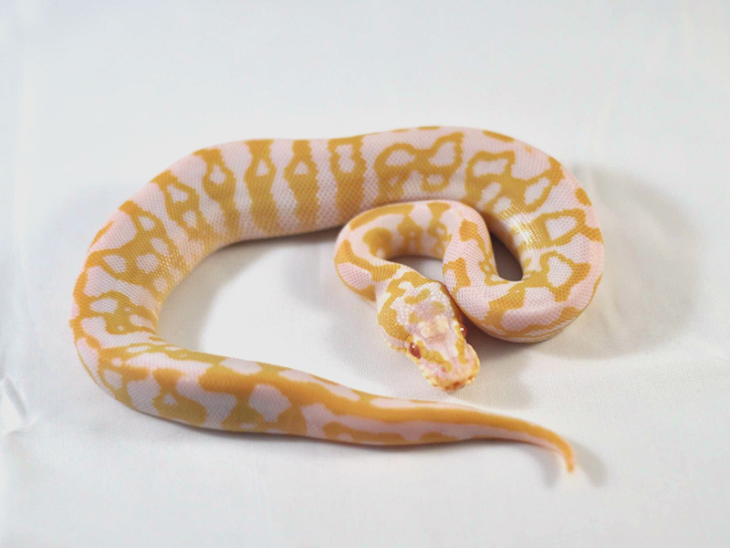 Albino Leopard Pastel