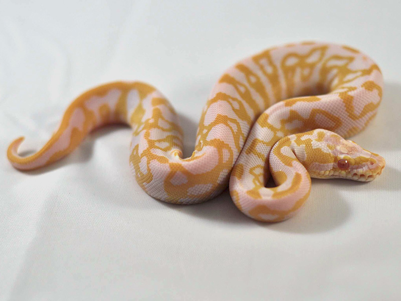 Albino Leopard Pastel